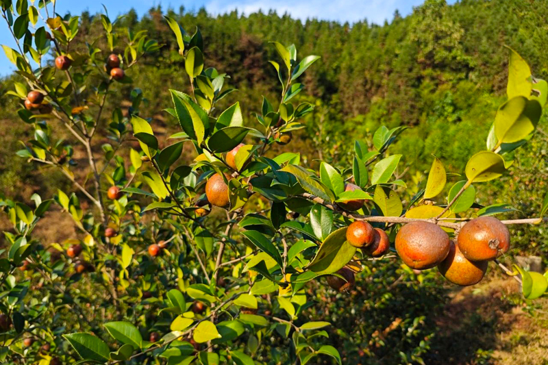 油茶果豐收。邱慶山攝