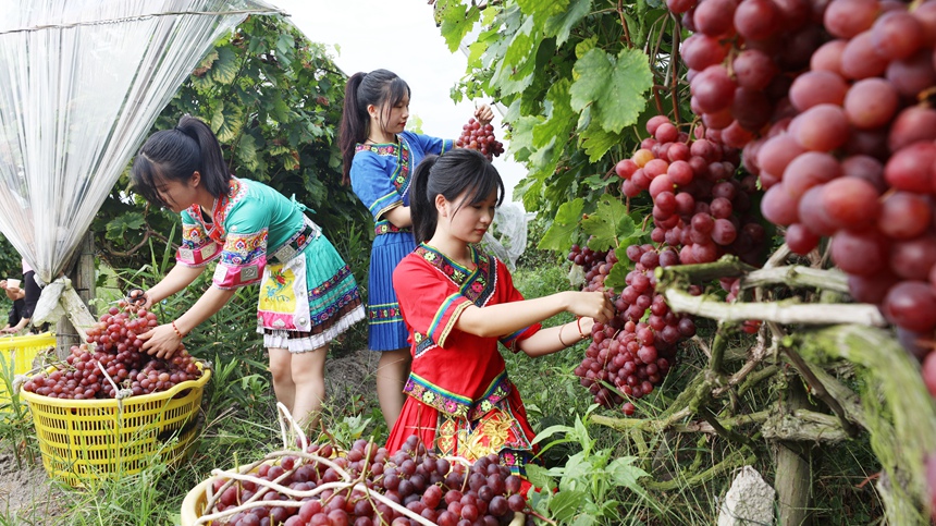 群眾采摘資源紅提