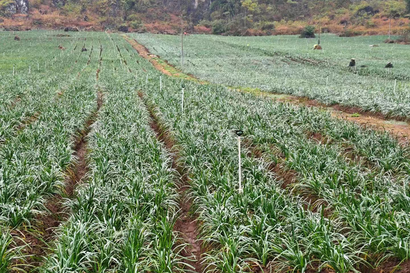 下雷鎮(zhèn)三湖村韭菜苔種植基地。